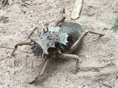 Enyaliopsis