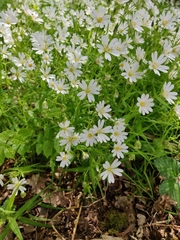 Rabelera holostea