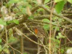 Erithacus rubecula