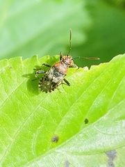 Heteroptera