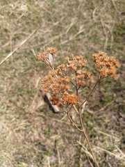Achillea millefolium
