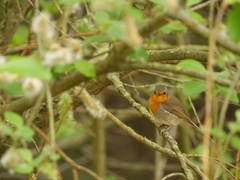 Erithacus rubecula