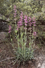 Penstemon confusus