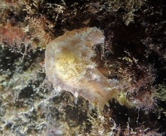 Plocamopherus ceylonicus