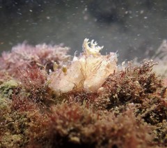 Plocamopherus ceylonicus