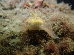 Plocamopherus ceylonicus