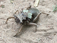 Enyaliopsis