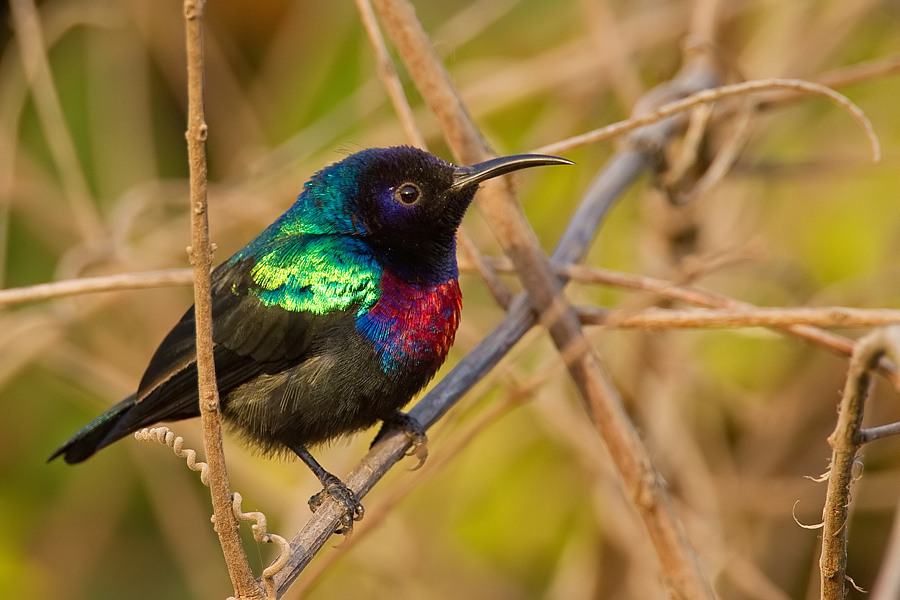 Splendid Sunbird photo