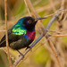 Splendid Sunbird - Photo (c) Paul Cools, some rights reserved (CC BY-NC), uploaded by Paul Cools