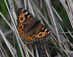 Junonia villida