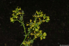Ruta angustifolia