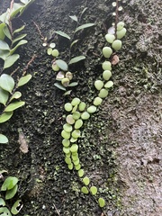 Lemmaphyllum microphyllum
