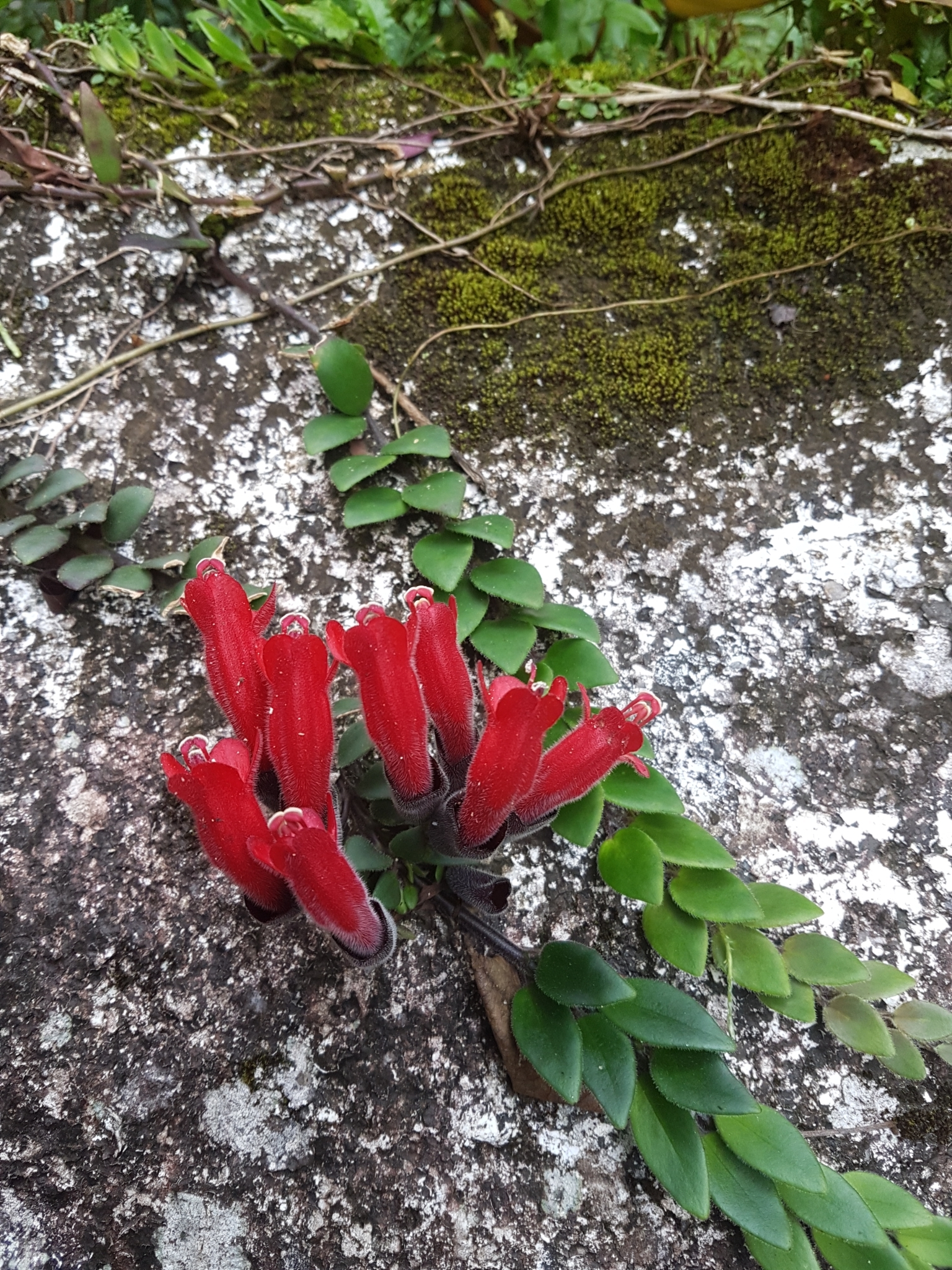 Aeschynanthus pulcher