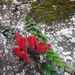 Aeschynanthus - Photo (c) mksp, some rights reserved (CC BY-NC)