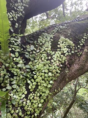 Lemmaphyllum microphyllum