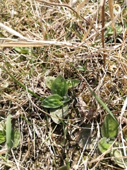 Plantago media