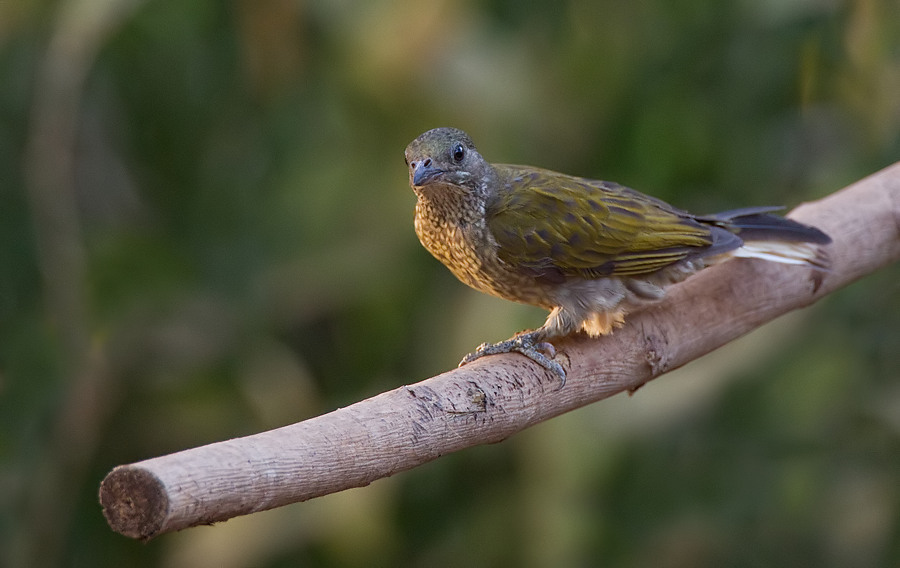 Spotted Honeyguide photo