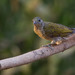 Spotted Honeyguide - Photo (c) Paul Cools, some rights reserved (CC BY-NC), uploaded by Paul Cools