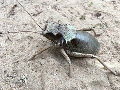 Enyaliopsis