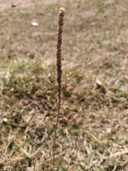 Plantago media