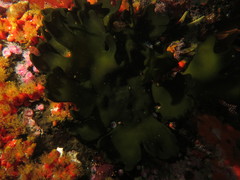 Codium stephensiae