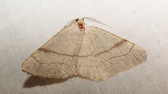 Adactylotis gesticularia