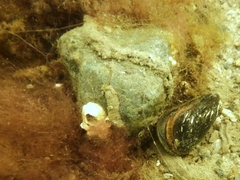 Spirobranchus triqueter