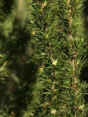 Cliffortia paucistaminea