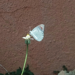 Colotis danae eupompe