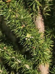 Cliffortia paucistaminea