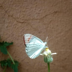 Colotis danae eupompe