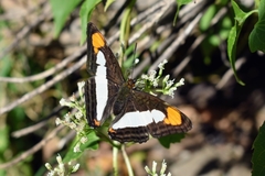 Adelpha zea
