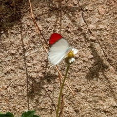Colotis danae eupompe