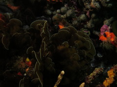 Exallosorus harveyanus