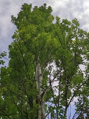 Acer monspessulanum