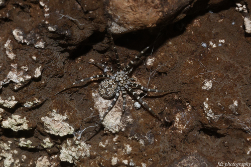Hersiliola macullulata