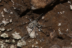 Hersiliola macullulata