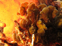 Exallosorus harveyanus