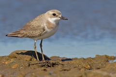 Greater Sand Plover photo 3