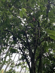 Theobroma cacao