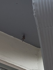 Mischocyttarus mexicanus