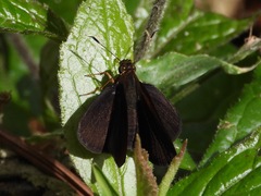 Miltomiges cinnamomea