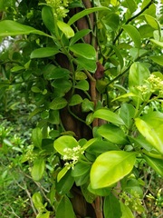 Psychotria serpens
