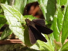 Miltomiges cinnamomea