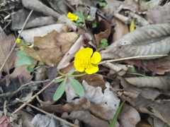 Ranunculus franchetii