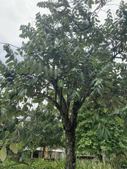Theobroma cacao