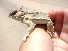 Phrynosoma cerroense