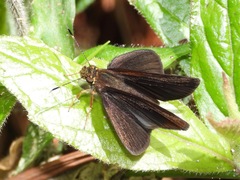 Miltomiges cinnamomea