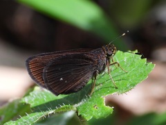 Miltomiges cinnamomea