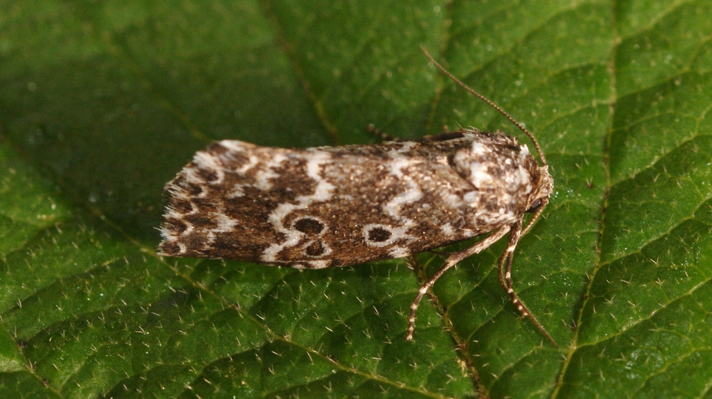 Alvaradoia disjecta